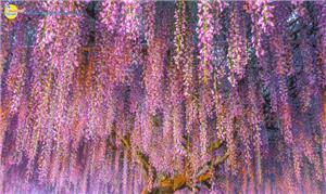 Top những điểm ngắm hoa tử đằng đẹp nhất tại Nhật Bản
